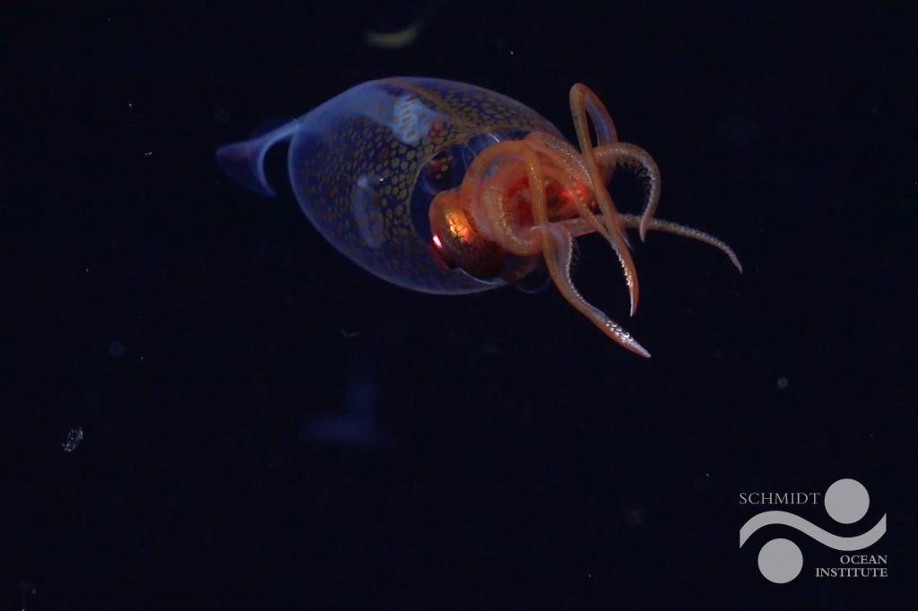 Pela primeira vez em cem anos, filhote de lula colossal é filmado em seu habitat; veja